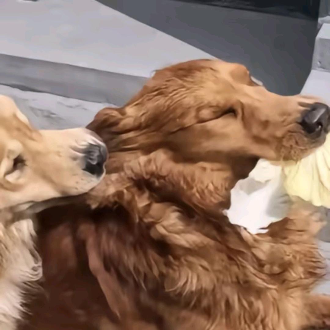 给俩橙子尝尝