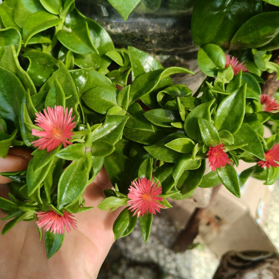 🍀᭄ᩚ时来ღ运转