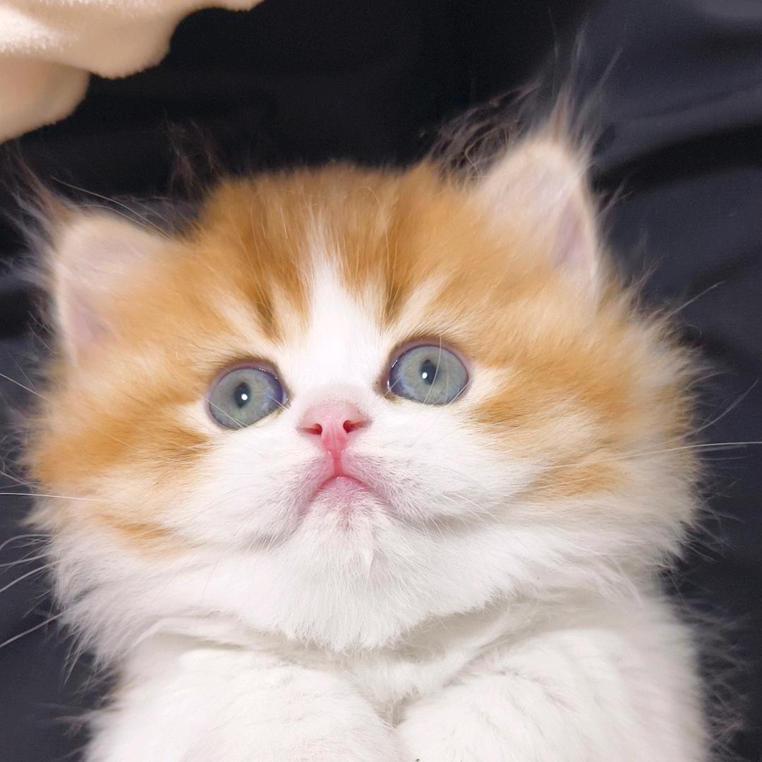 可可咪