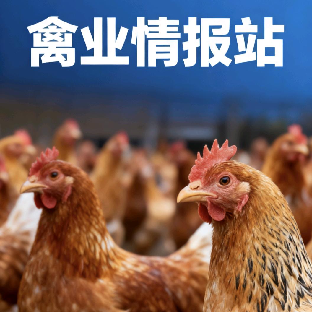 禽业情报站