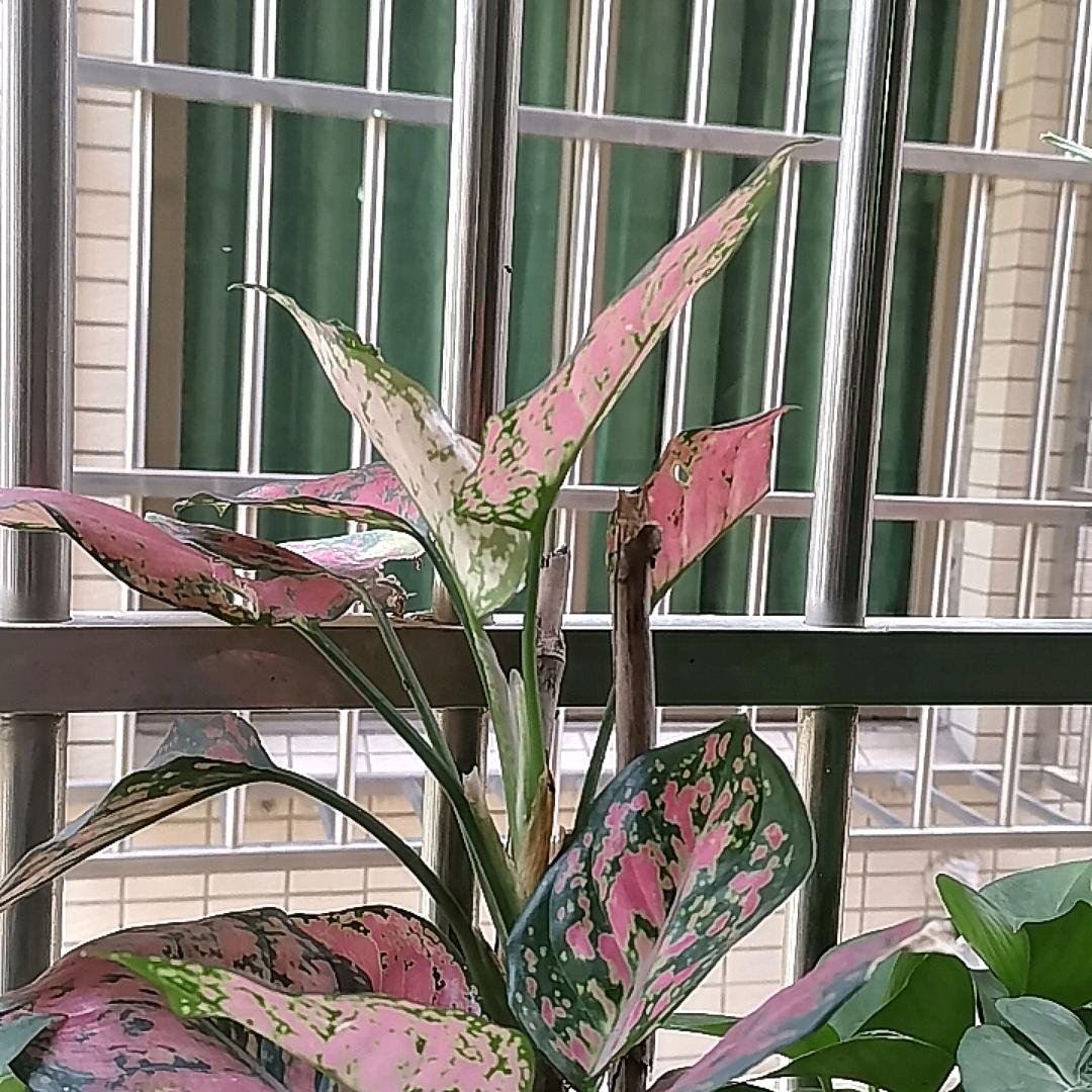 十月玫
