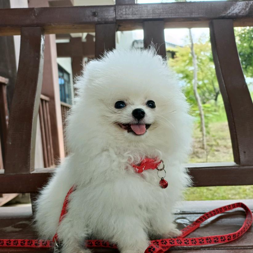 毛茸茸好物分享