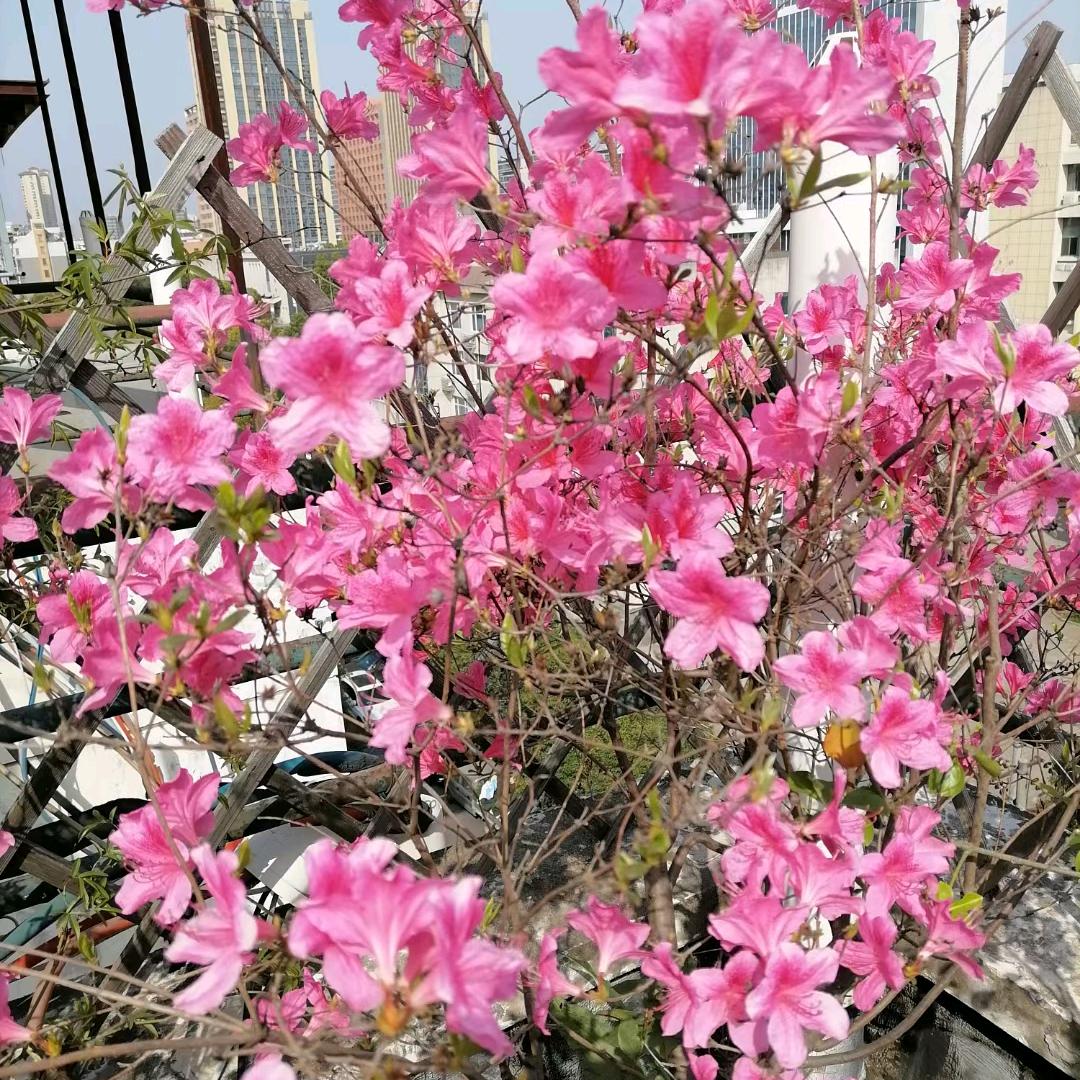 合肥恒逸老唐精品二手车