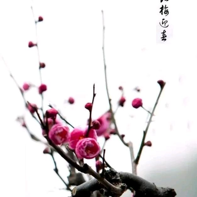 傲雪寒梅L
