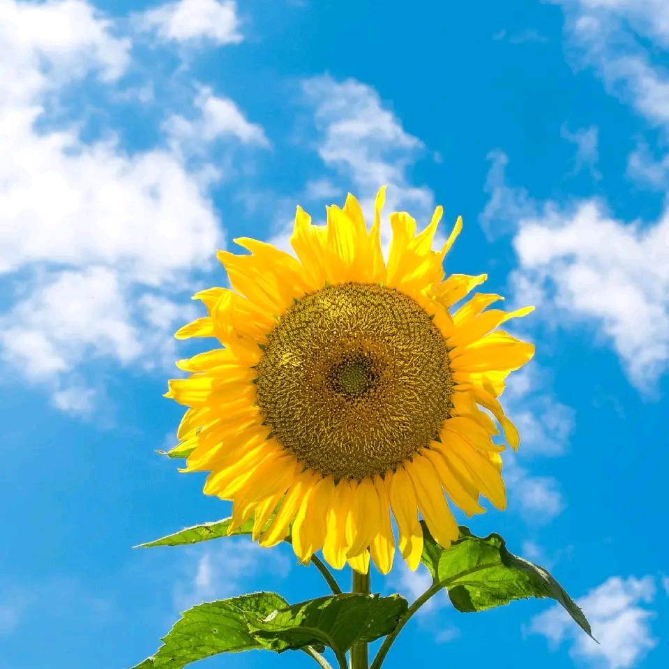 颖🌼轩～