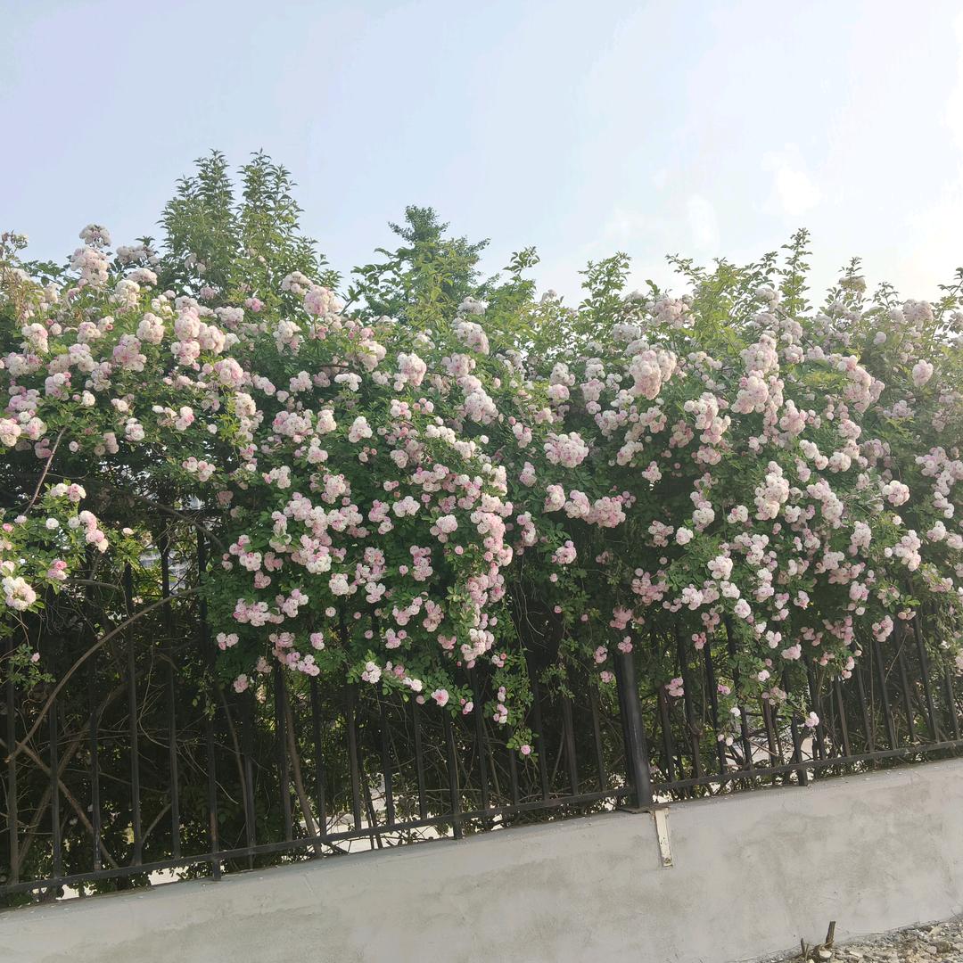 刘记梅干菜烧饼