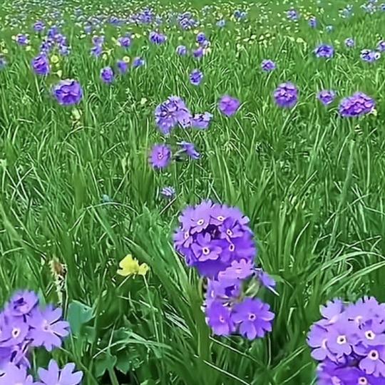 小女生💝💝🌹