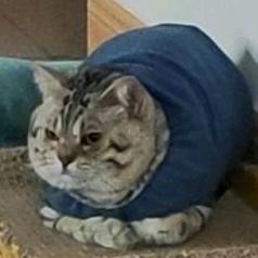 猪咪女孩嘛
