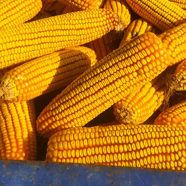 国农种业总经销商老总