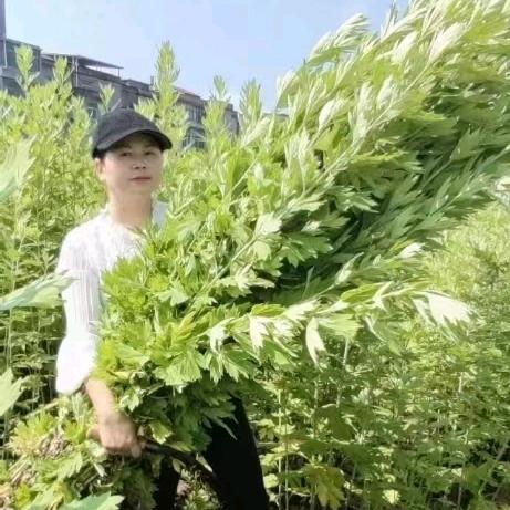 蕲艾小范