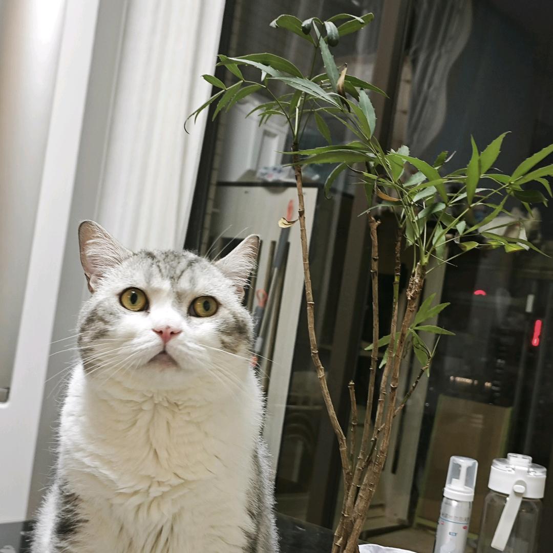 小趴菜