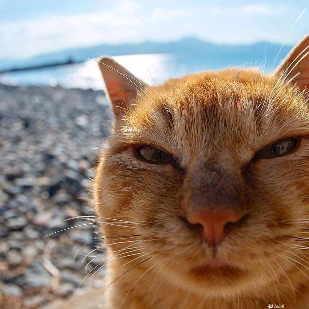 三 𓆡个𓆝鱼𓆟𓆜𓆞