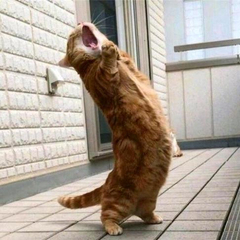 哈基米哦南北绿豆