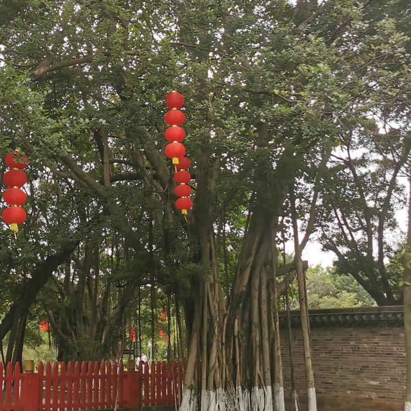 顺应自然