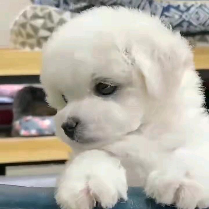 陶先生