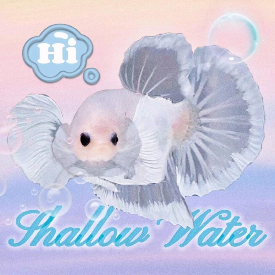 浅水家泰国斗鱼