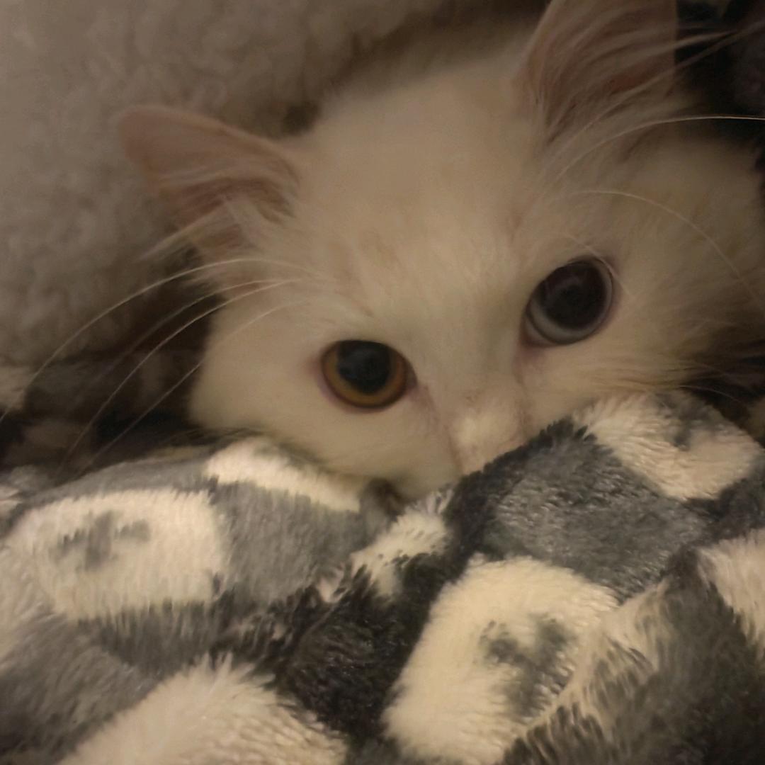 🐮🐮说不可以