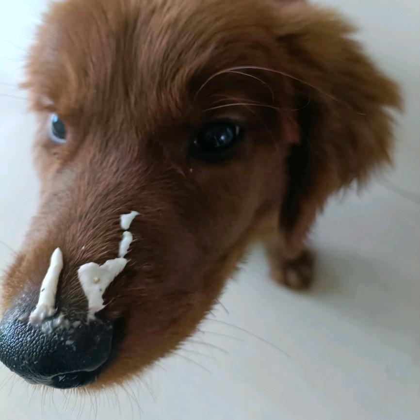 铁蛋好养活