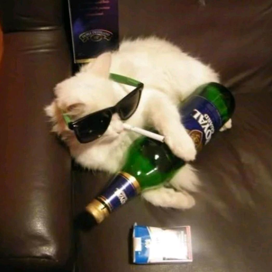 猪头少年辰小逸