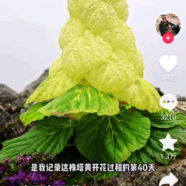 东升