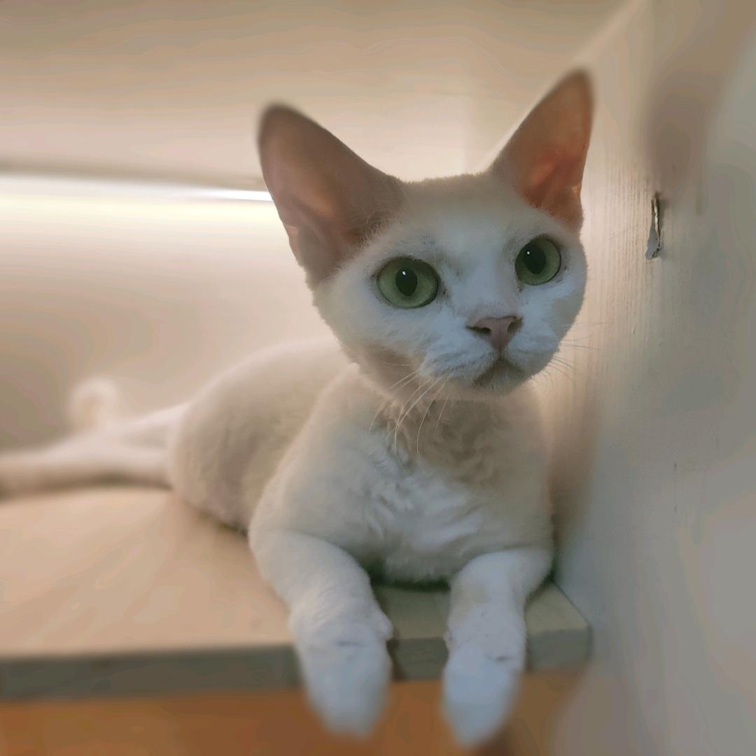 家有宝妈白桃