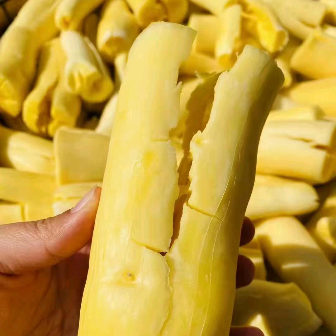 广西黄木薯甄选