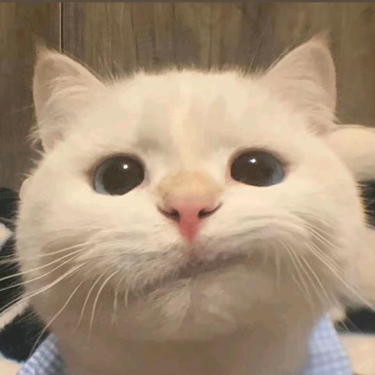 迷路的麋鹿