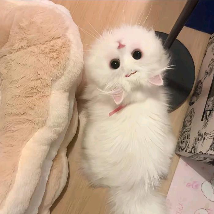 酥酥宝🍊🌟🥭