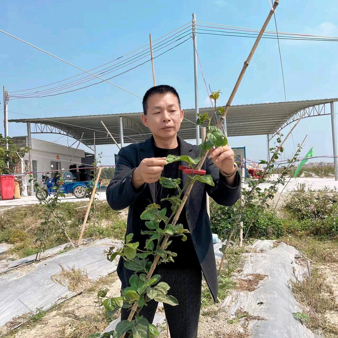 才哥百香果