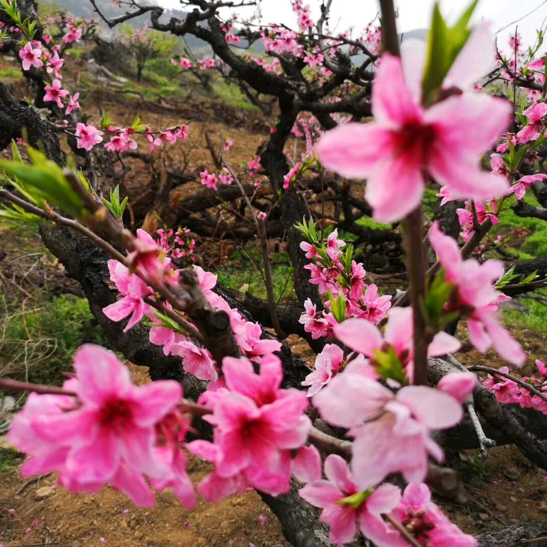 桃花盛开