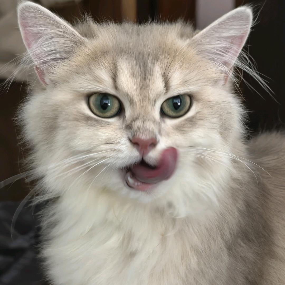 莹子和她的猫🐱