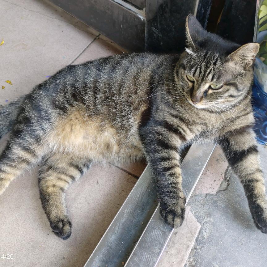 金小丫鲜花，海满园艺