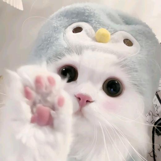 爱恋🐾