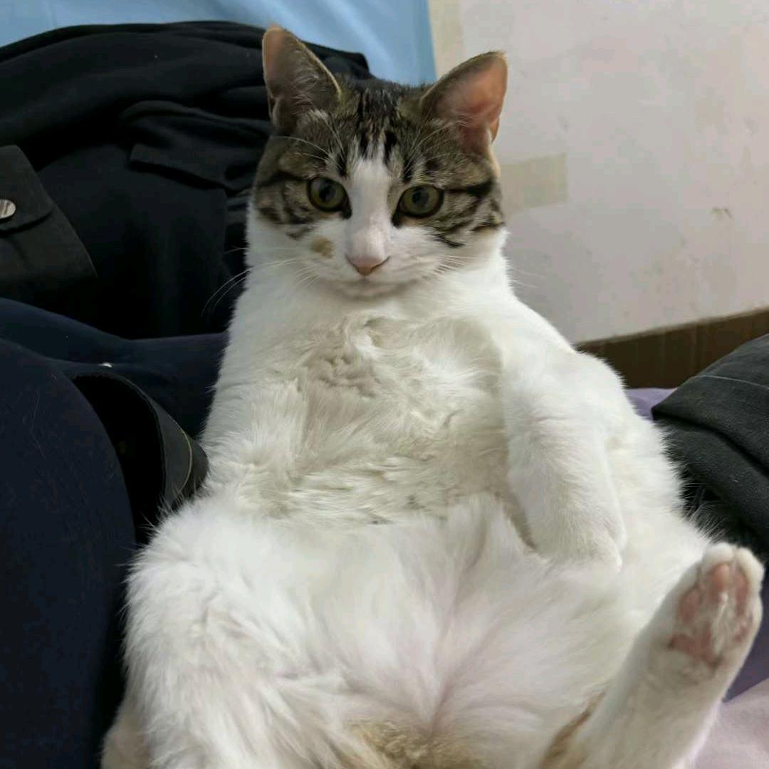 给奥丁发把皮蛋