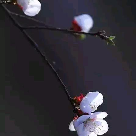兵哥哥