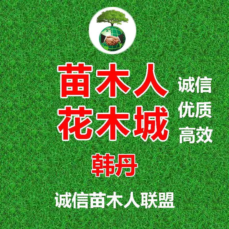 周至县源荣苗木《韩丹》