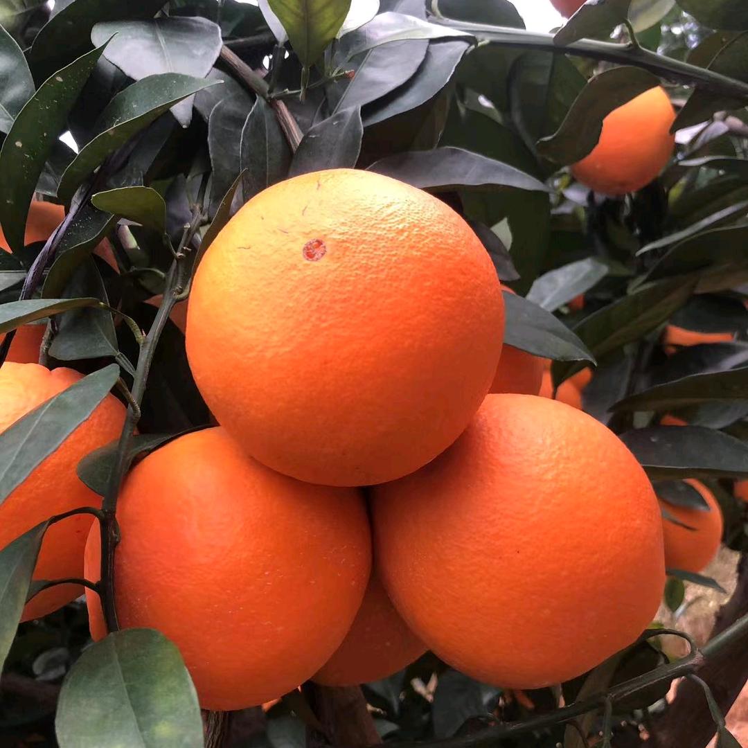 博跃果品店（赣南脐橙一件代发）