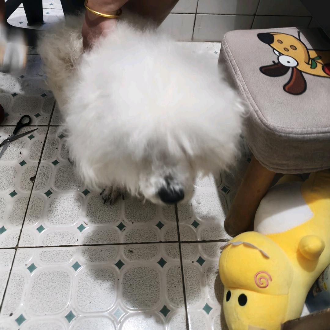 喜欢南洋鲫的道陆头像