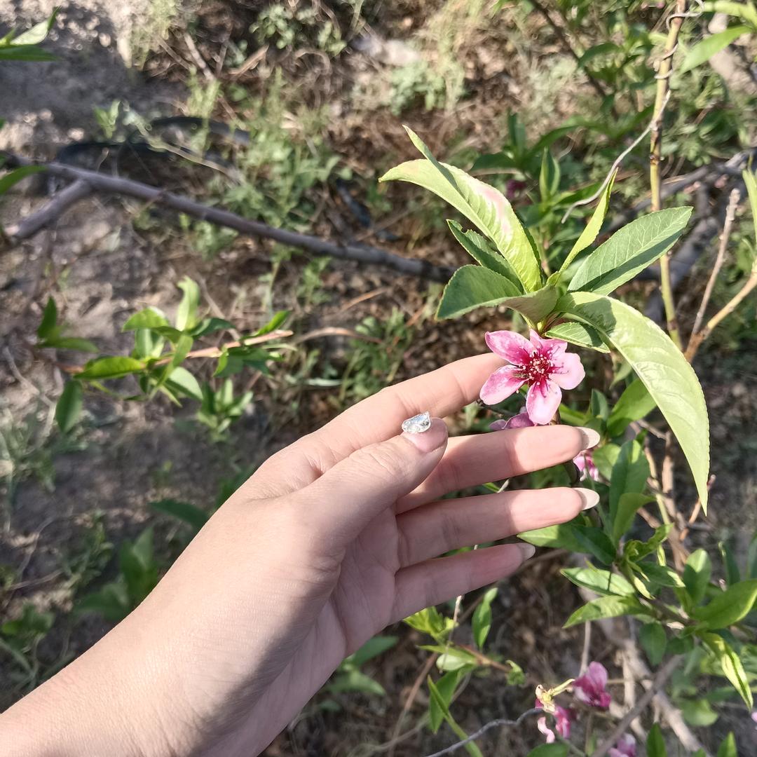 小乖