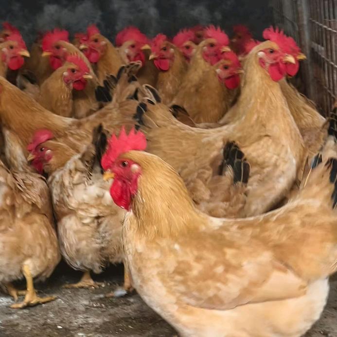 生态果园鸡🐔鸭鹅