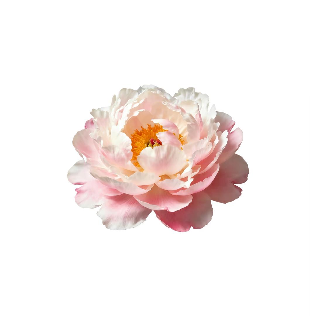 三都金虎家具城（皇玛康之家）