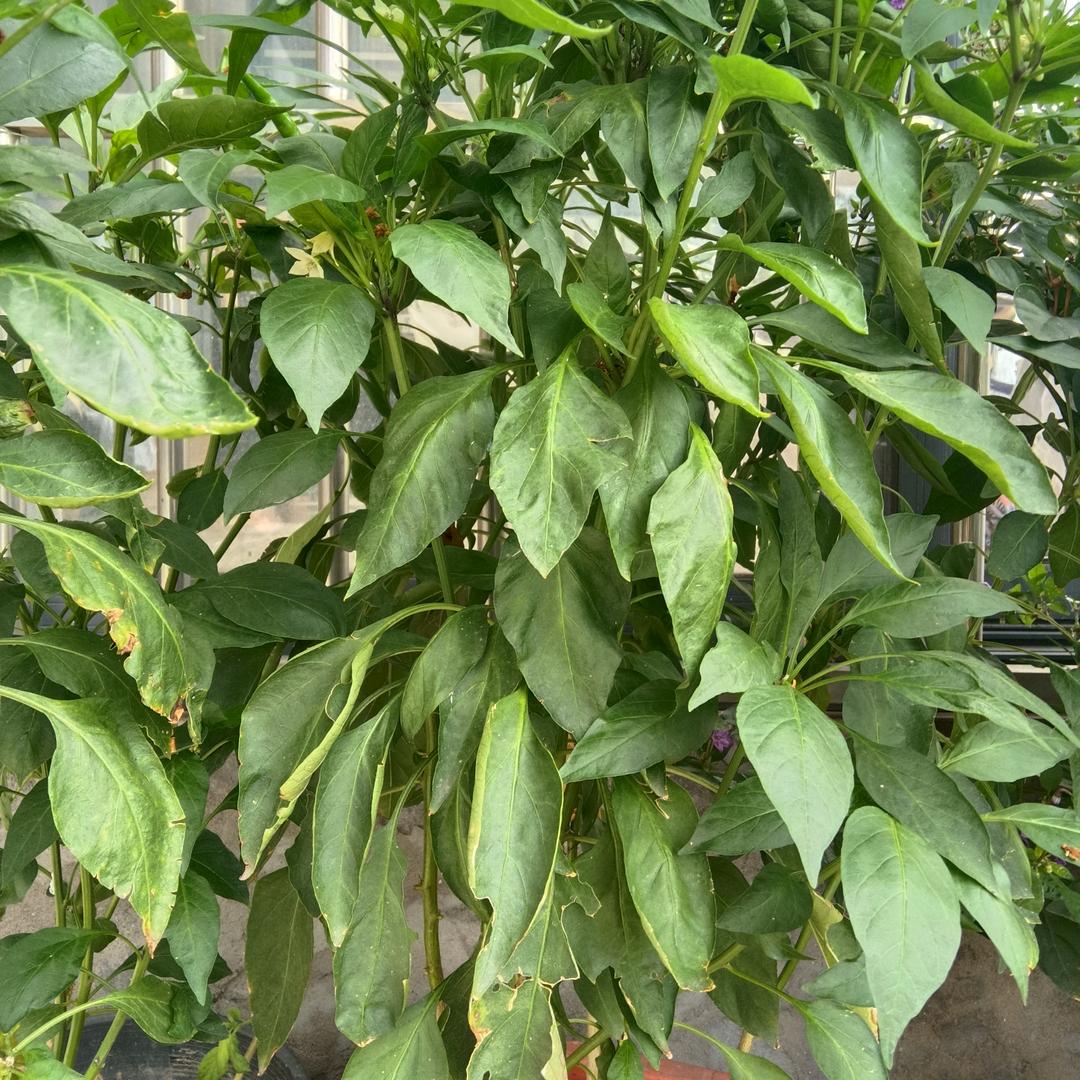 希望一年比一年更好