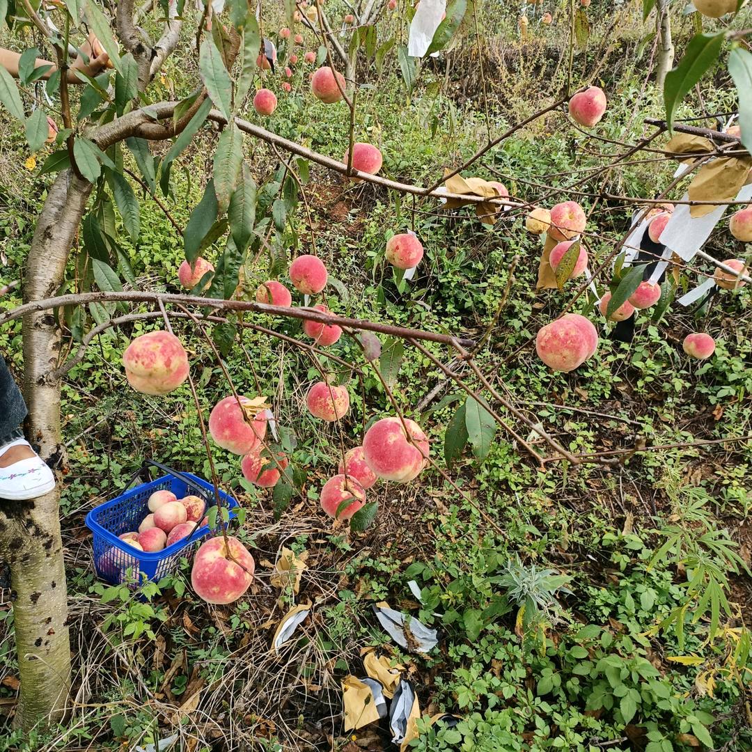 平平🍎🍎