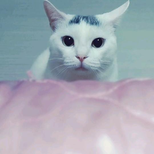 小闺女12859