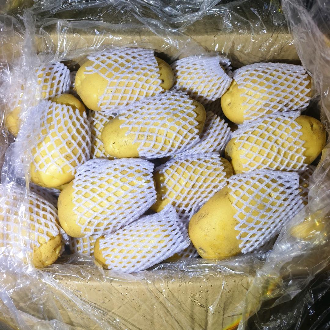 山东建军薯业