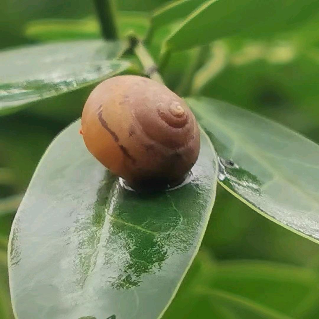 蜗牛