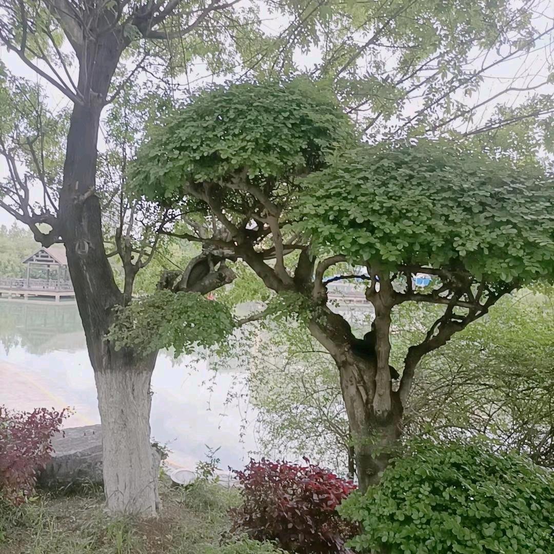 🌺ৡৢﺴﻬ独宠ৢ🌺永远ﺴ不变🌺