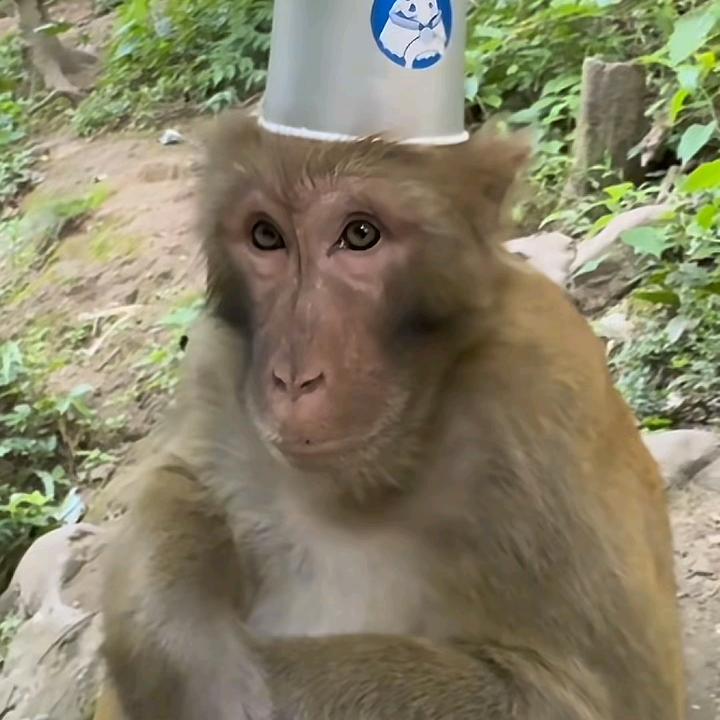 徒手健身神猴大王