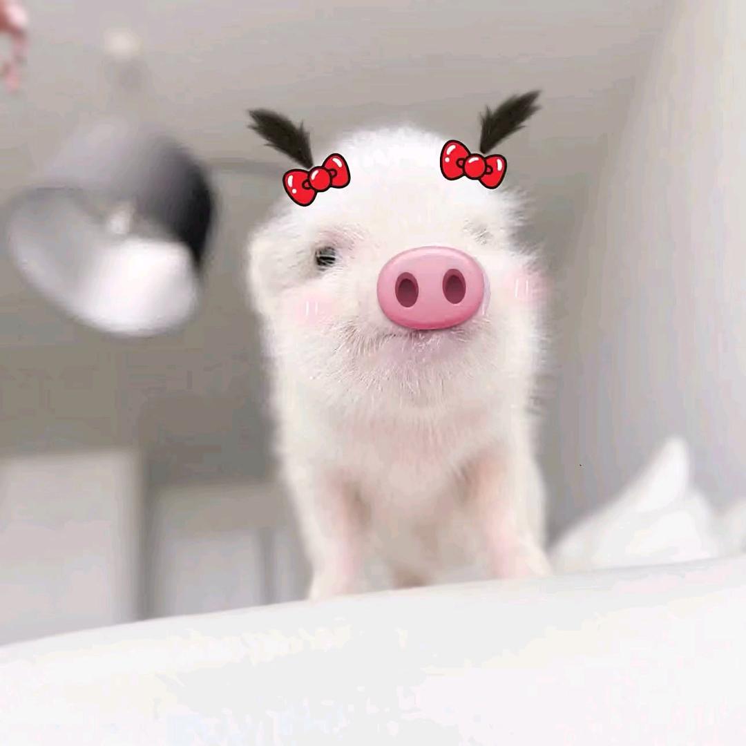 熙红柿 òᆺó