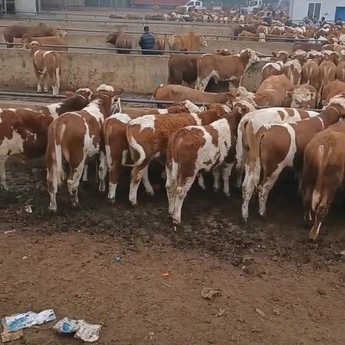 抓牛羊人🐂🐏小啊雄🐂🍺